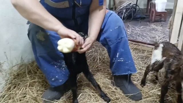 Гималайская соль для коз//Первые роды в новом козовнике//Кого родила Рыбка// смотреть онлайн