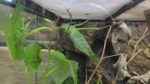 Гигантский листовой палочник.