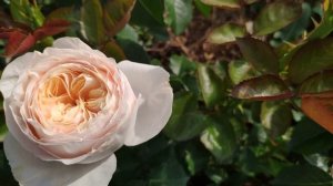 Розы в Подмосковье. Victorian Angel / Викторианский Ангел