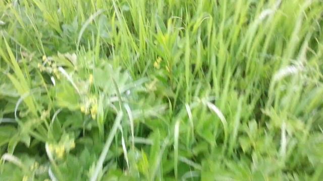 Зайчик живет на садовом участке_2015.06.12 (Ломоносовский район) смотреть онлайн