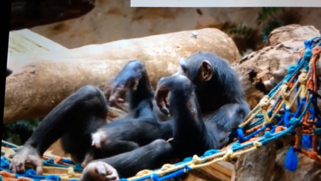 Материнская любовь и забота Шимпанзе к детёнышу смотреть онлайн