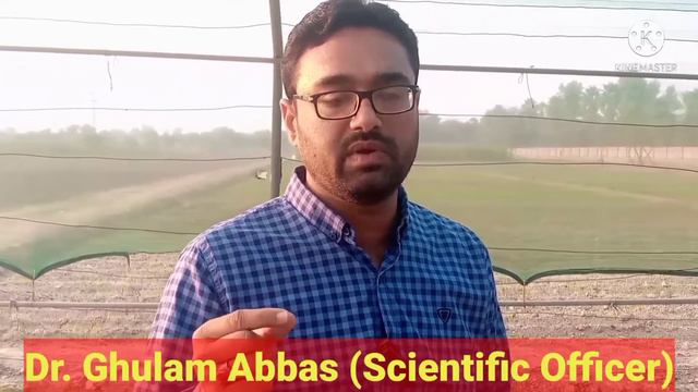 Sugar Plant Stevia Farming . Online Stevia seeds Online Stevia plants. Benefits EP# 3. Agriecos смотреть онлайн