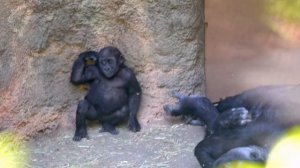 Baby gorilla Sumomo yawning🦍💤 | Gorilla Haoko Troop