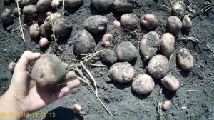 Картофель 2019, сорт Красавчик