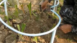 Когда выкапываем гладиолусы?