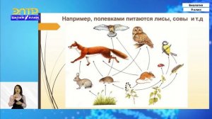 9-класс | Биология | Вид как основная систематическая категория живого