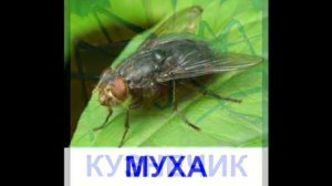 Развивающее видео для детей - "Насекомые"