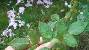 Спрей роза Грин Пинк/Green Pink
