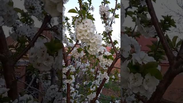 Черевишня. 26.4.22 г смотреть онлайн