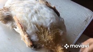 Выбор сделан ! Какие цвета индоуток будем содержать !