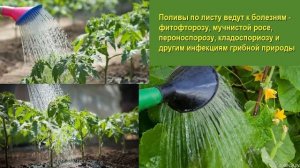 Как НЕЛЬЗЯ поливать растения