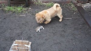 Норфолк терьер на притравке (norfolk terrier vs rat)