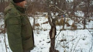 Повреждение ствола дерева черешни-зимний солнечный ожог.