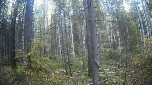 Русский охотничий спаниель. Охота на боровую