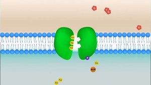 Как действует натрий-калиевый насос в клетке