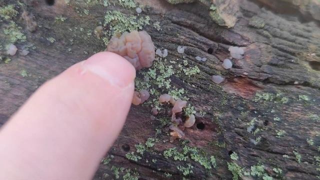 Myxarium nucleatum. La seta de los cristales. una rara seta cerebriforme de madera de frondosas. смотреть онлайн