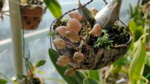 Clowesia rosea...Новички Clowesia warscewiczii, Clowesia Jumbo Grace.