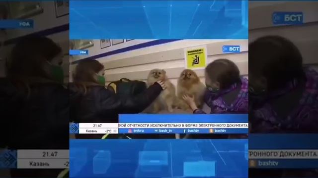 Законопроект об обязательном чипировании мелких домашних животных. смотреть онлайн