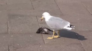 Чайка ест голубя