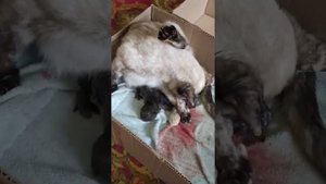 Слабонервным не смотреть!роды у кошки. Кошка родила котят.