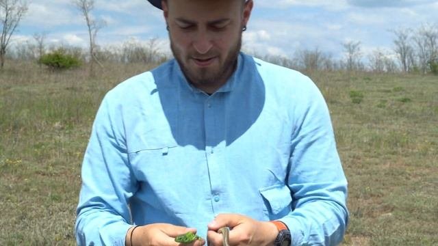 Медянка обыкновенная и ее основной источник питания/Coronella Austriaca And Her Food Lacerta Agilis