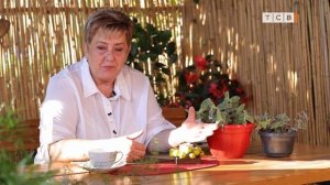 Интересный вид традесканции