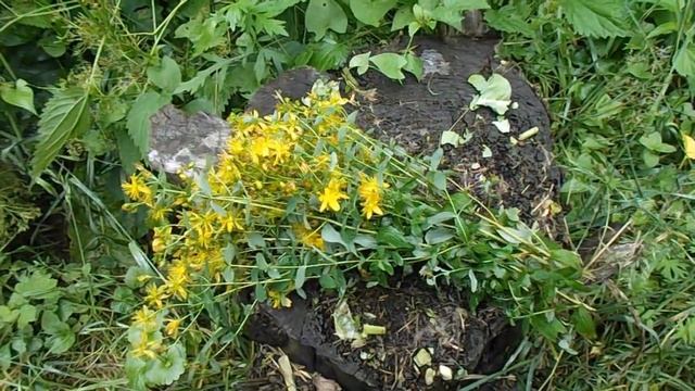 Зверобой. Полезные свойства зверобоя. смотреть онлайн