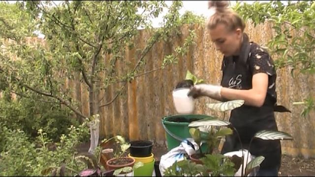 Все РАСТЕНИЯ В БЕЛЫЕ ГОРШКИ:иду к цели! Коллекция растений в одном стиле.Моя весеняя МЕГА-ПЕРЕСАДКА смотреть онлайн