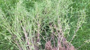 Чабер ароматный. Загородная жизнь.