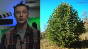 Растения тайги. Сосна обыкновенная. Сосна сибирская. Лиственница.