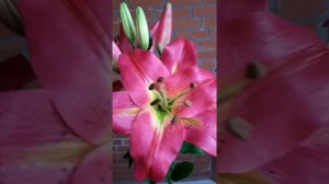 Лилия из холодного фарфора