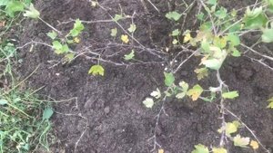 Как подготовить куст крыжовника к зиме