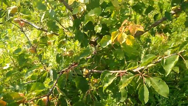 Формировка абрикоса запоздалой чашей. Сбор урожая. смотреть онлайн