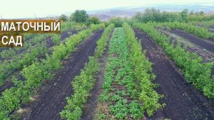 Маточно-черенковый сад. Питомник грецкого ореха Господарул. Республика Молдова