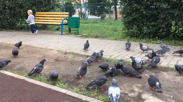 КОРМЛЕНИЕ ПТИЦ / ГОЛУБИ / Видео для детей/ КОРМИМ ГОЛУБЕЙ / Pigeon / ВИДЕО ДЛЯ КОТОВ /голубиная саг