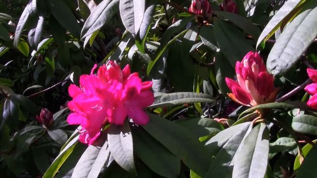Rododendron HD смотреть онлайн
