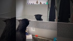 СМОТРИ И СМЕЙСЯ