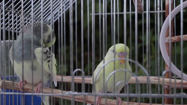 Весёлое пение волнистых попугаев. ТОША 2021