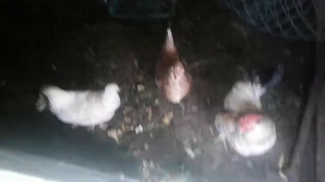 Собираю яйца / Мой огород / Ой рахмэт в Уруссу смотреть онлайн