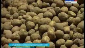 Опасность золотистой нематоды(www.gtrk-vyatka.ru)