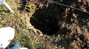 Пересадка пророщенного черенка винограда,бывает и так.