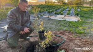 Как посадить голубику? Расскажем Секреты посадки голубики!