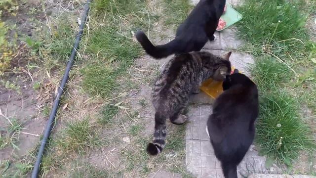 Славянск. 19 мая 2023г. Праздничный ужин...) смотреть онлайн