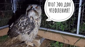Вторая порция коварного цыплёнка для совы Ёлки выдана успешно. Сова наедает жопоньку к зиме
