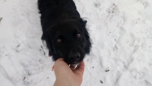 Как хочу изучить я собачий язык!? смотреть онлайн