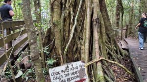 I Can't Believe HOW MANY Birds and a Canopy Walk!