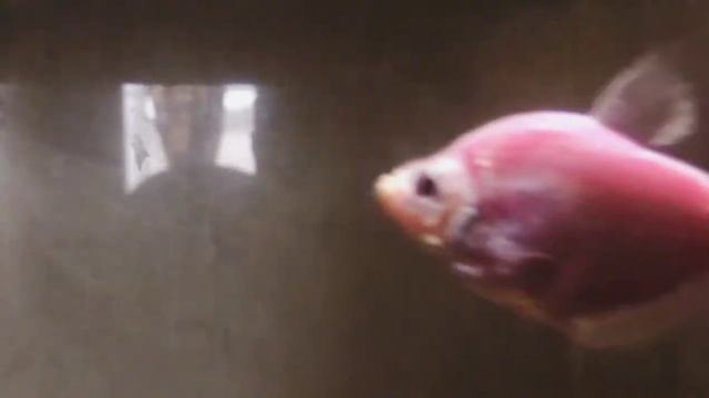 мои рыбки барбусы неоновые обычные данио неоновые гупи вуаливые тернецыя неоновая смотреть онлайн