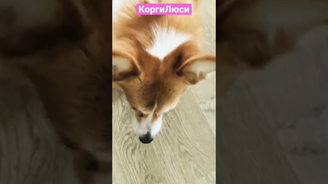 Смешная КогиЛюся приглашала желающих поиграть в остаток мячика. #корги #смешныесобаки #зверьёмоё
