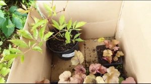 Новые растишки! Где купить? | Герань садовая Вероника Астранция Гортензия Гейхера Астильба