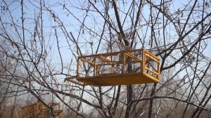 Ловля чижей на орнитологическую сеть